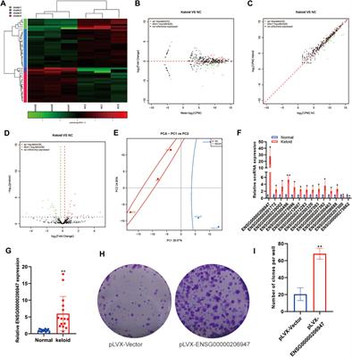 Aberrantly Expressed Small Noncoding RNAome in Keloid Skin Tissue